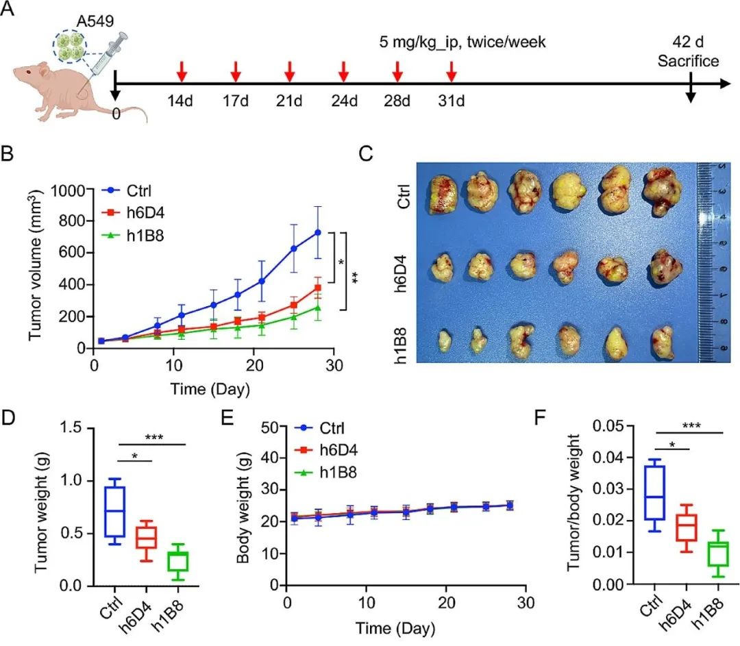 加时末段西汉姆备战欧篮联，调整名单细节曝光，引发热议，团队化学反应显著 