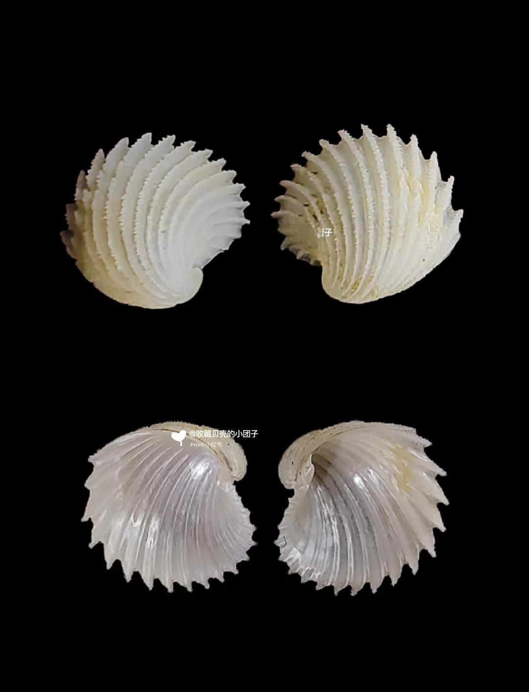 涓綋鎴疯惀涓氭墽鐓勾妫